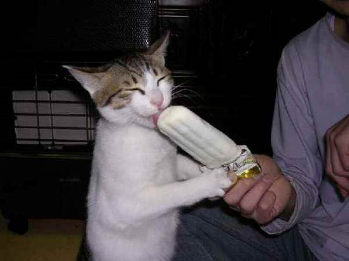 おもしろ画像　アイスを舐める猫